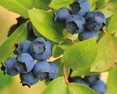 Topfil Wild Blueberry