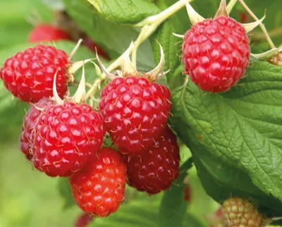 Topfil Raspberry