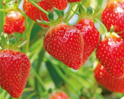 Topfil Strawberry