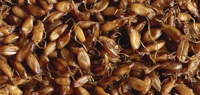 Whole grains