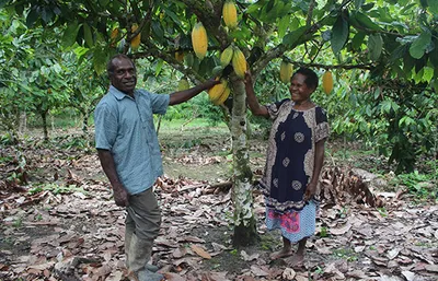 How fermentation standards impact the taste of chocolate